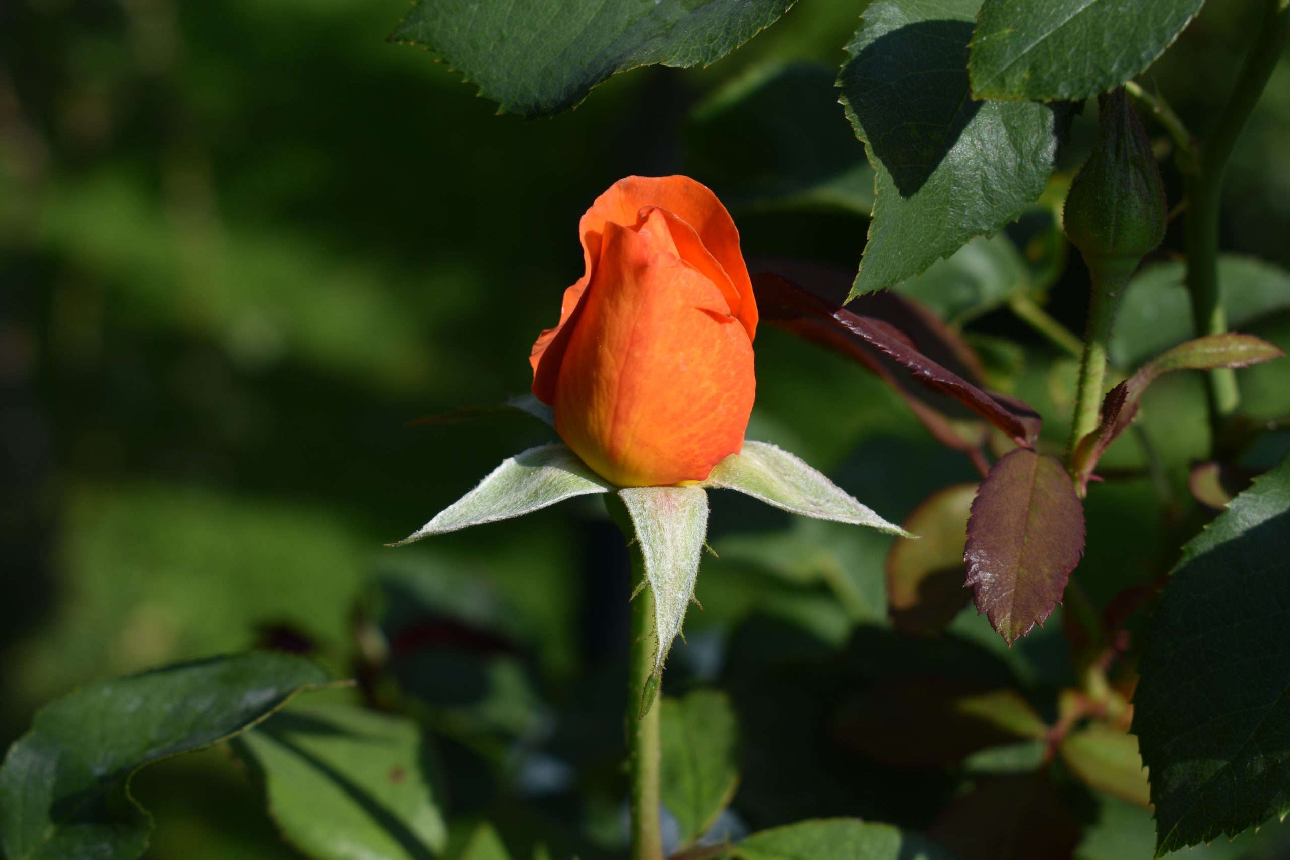 Seeham Rose